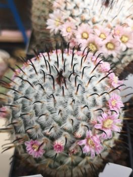 Mammillaria perezdelarosae